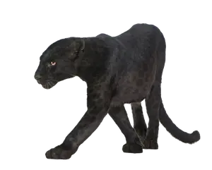 Panthère noire